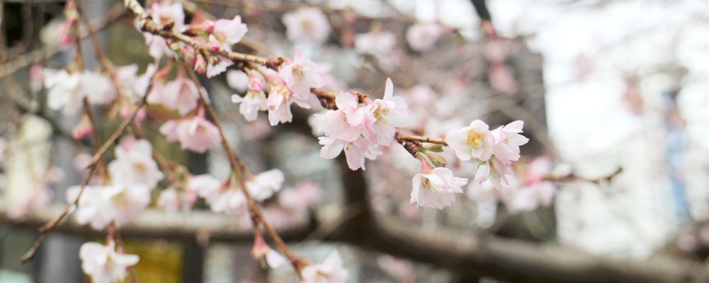 不断の桜